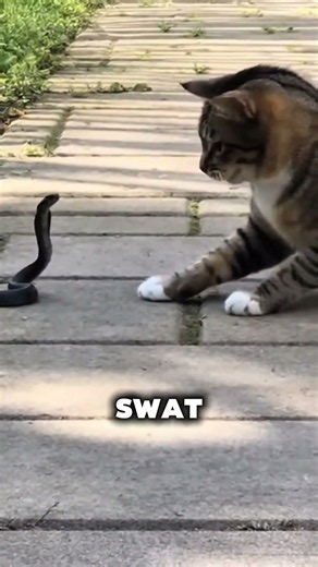 Why Snake Can't Win to Cat #SnakeVsCat #AnimalFacts #Wildlife