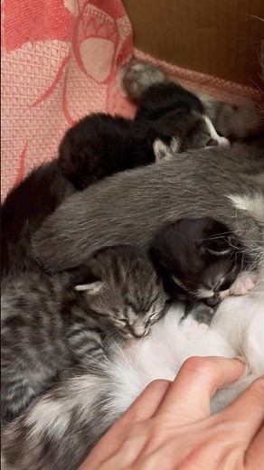 Kitten lunch time — listen to those happy purrs!😻funny cat videos for kids’ to watch #cutecatshorts