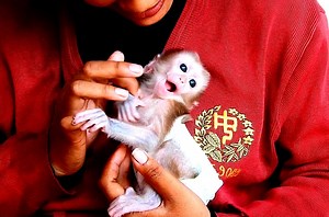 Really beautiful monkey Jossie smile happy stay in new house with mommy | Animals JoJo Family