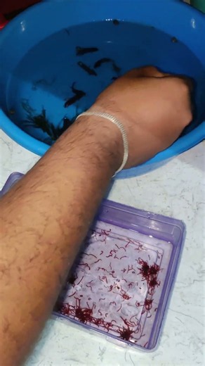 BLOODWORMS FEEDING TIME FOR MY FISHES #petlover#experiment #aquariumfish#fishkeeping #betta #guppy