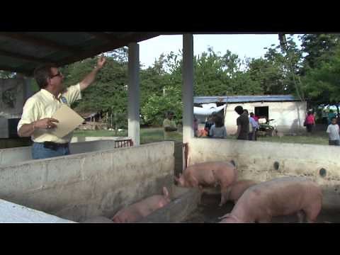 Pig Poo Power: Swine waste used to power homes
