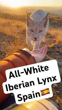 World’s First Ever All-White Iberian Lynx Caught On Camera In Spain #WhiteLynx #WildlifeRescue #wild