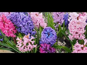 Hyacinth flower in my garden