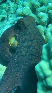 11K views · 81 reactions | The 'day octopus,' also known as He'e, has an incredible camouflage that most snorkelers don't even notice, as they seamlessly blend into their surroundings! Learn more about He'e from our 'Ohana, GE Keoni! #AnywhereAloha | OluKai | Facebook
