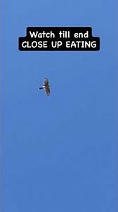 Coopers Hawk in flight & eating