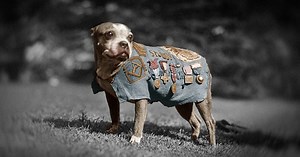 The First Dog in American History to be Awarded Military Rank | The Vintage News