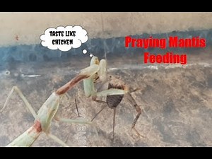 Praying Mantis Feeding 🦗 | Real Predator Hunting Footage