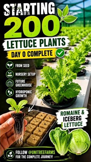 Starting 200 Hydroponic Lettuce Plants 🌱 | Romaine + Iceberg Lettuce Nursery Setup #dwc #hydroponics