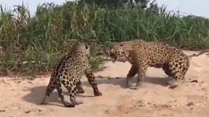 【美洲虎】两只美洲虎之间的激烈打斗 Fierce fighting between two jaguars