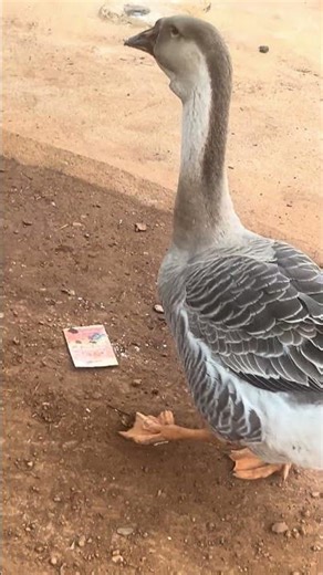 Goose 🪿 real sound #goose #sound #shorts #viral