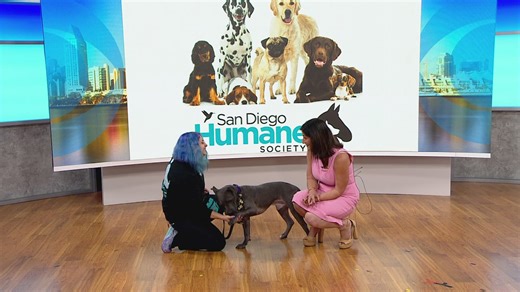 San Diego Humane Society shares dog training tips for National Train Your Dog Month