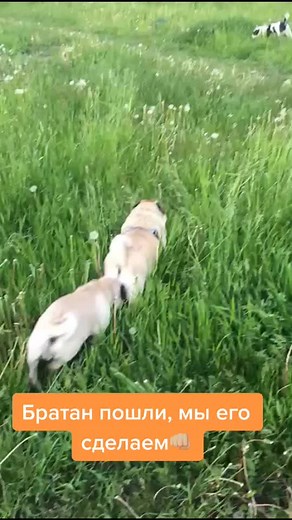 Playful Pugs Enjoying a Day in the Park