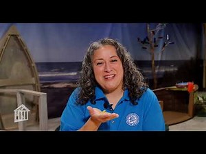 Water Strider - Educator Moment