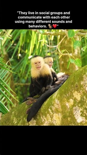 Did You Know How Smart Capuchin Monkeys Are? 🐒😱