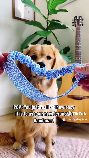 The Dog Days Co. on TikTok