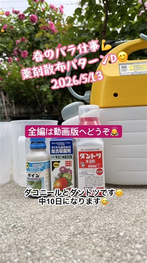 🌹2026春のバラ仕事💪薬剤散布💊パターンD😊 2026/5/13 #バラ栽培 #薬剤散布 #ダントツ #ダコニール #ばらのある暮らし
