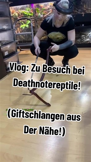 Giftschlangen hautnah erleben!