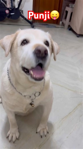 Aaj ke din meri do video viral…😛 #comedy #punjithelabrador #funnydog #dogshorts #2026 #petlover ￼