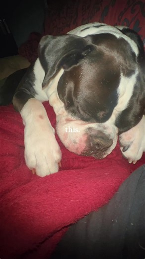 #floridaboxerlife #boxerdogsoftiktok #gothamtheboxer #lazyboxers #boxerlife