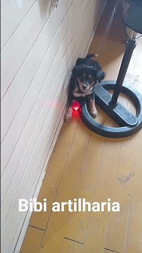 BIBI BRINCANDO #pets #Petsmania