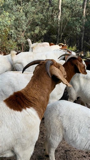 They had a very busy day today seeking out the best feed🐐💕🐐#boergoats #boergoatsaustralia #goldngoats | Gold’n’Goats