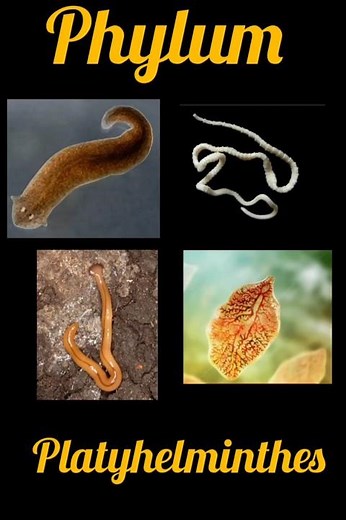 phylum platyhelminthes #11th #ncert #biology