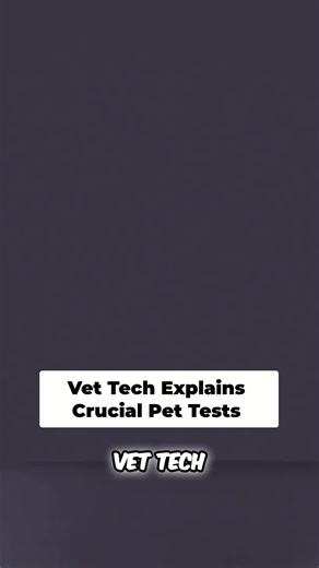 Why vets recommend blood work & X-rays for vomiting/diarrhea. It's not about extra tests, it's about your pet's best interest. Trust the process! #PetHealth #VetTips #AnimalCare #PetLovers #DidYouKnow @Katelyn Warford @Endless.Journeys.Podcast @Pawfect Grooming By Sheree @AwesomePaws Dog Stylist @Glamour Pups Groom Room