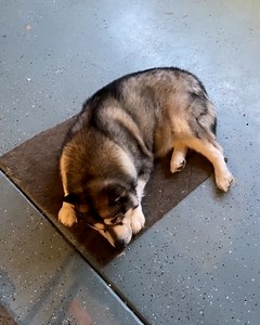 He marches to the beat of his own drum 🐕🤣 | Furry Tails