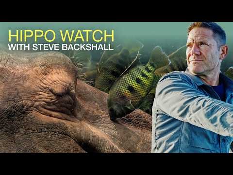 Hippos can't swim?! | Hippo Watch with Steve Backhshall