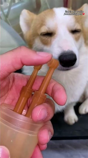 Make your cat's brushing routine fun and easy! 🐾✨Perfect for new cat owners.