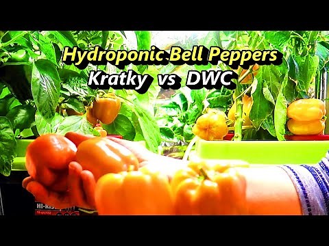 Hydroponic Peppers from Seed to Harvest: Kratky vs. DWC Comparison