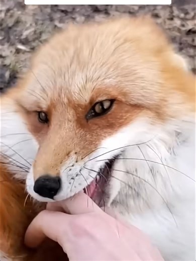 Vixie! (Queen Floof) Clipped from the Saveafox YouTube please go to there channel and watch the full videos there to help them support the foxes! Not every fox gets a safe place, but this sanctuary makes sure they do. Show them some love in the comments so more people see this! please like and share so as many people as possible can see and hopefully help! #ForYou #ForYouPage #FYP #ViralAnimals #AnimalTok #AnimalSanctuary #RescueAnimals #WildlifeSanctuary #SaveWildlife #AnimalRescue #FoxesOfTikT