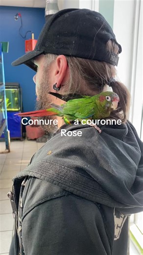 #aquatropicale #connureacouronnerose