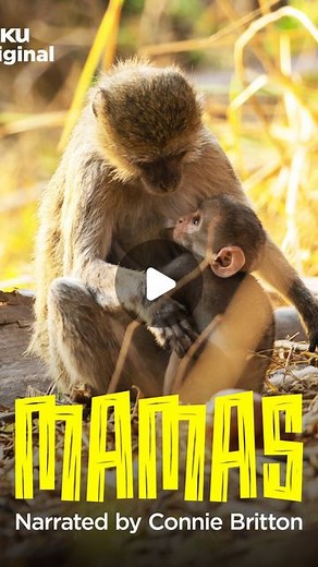 Zoe Saldaña on Instagram: "Oh yeah!!! Back for season 2 baby!! Mamas of the world!!! Explore the wild through a mother’s eyes. #Mamas Season 2 premieres May 12 on @therokuchannel. Beyond excited! Team @cinestar"