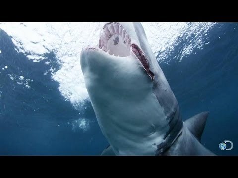 Meet "Slash" the Shark | Shark Week
