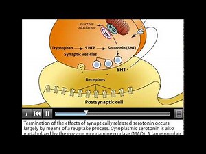 Serotonin pathway neurotransmitter