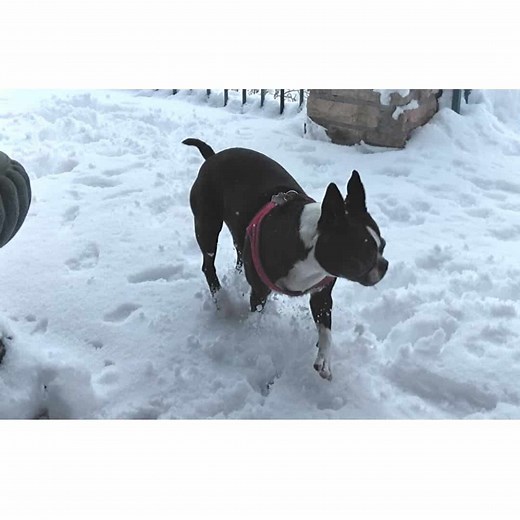 How Boston Terriers Handle The Snow/ Cold: What Owners Say - Boston Terrier Society