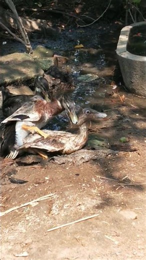 Indian runner duck farming in Indian village #ducklingspro #duckfarmer #duck #animals #duckfarm