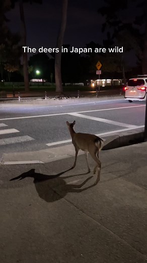 Wild Deer Encounters in Japan