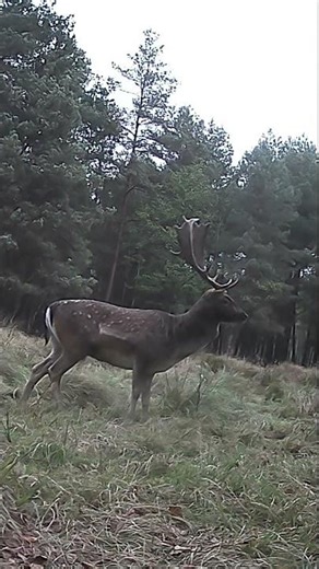 FALLOW DEER. It's rutting time, time to "plow" the land #fallowdeer #rutting #voice