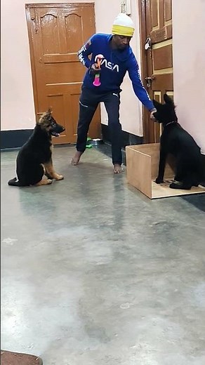 TWO LONG COAT GSD PUPPIES - 3 MONTH OLD TRAINING SESSION #pets #germanshepherd #gsds #dogsofyoutube