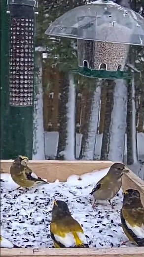 Heavy Snowfall Brings A Flurry Of Grosbeaks To The Ontario FeederWatch Cam