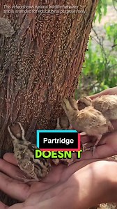 Rare Partridge Rearing Methods Revealed