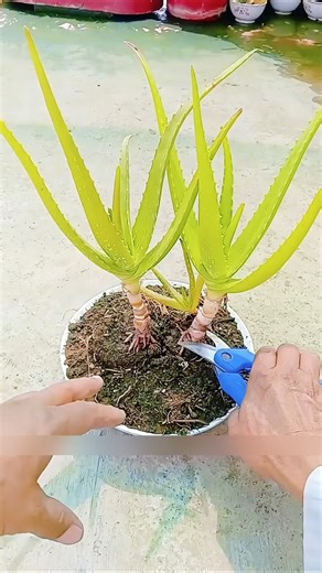 Aloe Vera Bouquet 💐 #homedecor #shorts #vlogs