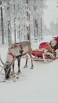 Best of Christmas 🎄 reindeer rides of Santa Claus 🎅🦌 Lapland Finland #finland #christmas #reindeer