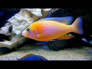 Aquarium vissen. Tropische zoetwater vissen in aquarium compilatie met verschillende vissoorten.