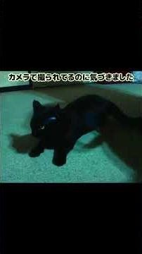 ゆうニャン猫の目 ショ－ト動画第六話 推定五歳の誕生日 ,#猫と一緒に暮らす ,#ゆうニャン猫の目 ,#保護猫 ,#リバイバル ,#里親 ,#黒猫 ,#シャム猫