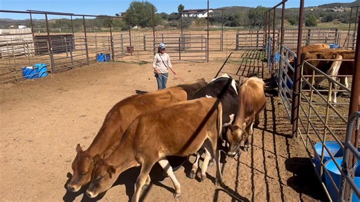 1.8K views · 26 reactions | At PSR Stockdogs, we believe exceptional...