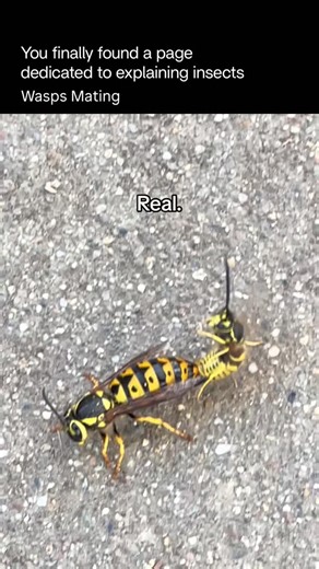 Explaining Insects 🦋 on Instagram: "The wasps mating process is brief, seasonal, and very purposeful. Male wasps (called drones) are produced toward the end of summer. Their only role is to mate. When conditions are right, males leave the nest and search for virgin queens, often gathering in specific areas where queens are likely to pass. Mating usually happens outside the nest, sometimes in mid-air or on vegetation. The act itself is short. After mating, the male typically dies soon after. The