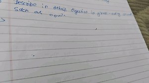 Describe in detail digestion in grass-eating animals such as co... | Filo
